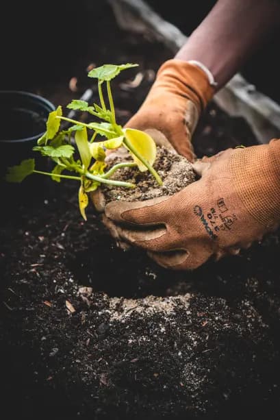 Gardening Image